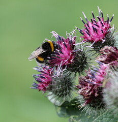 A bumblebee drinks the nectar of a burdock flower © Станислав Вершинин