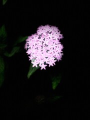 Fototapeta premium Dark floral 