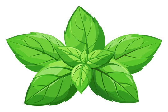 Fresh green basil leaves illustration. Vibrant herb vector art for culinary design.
