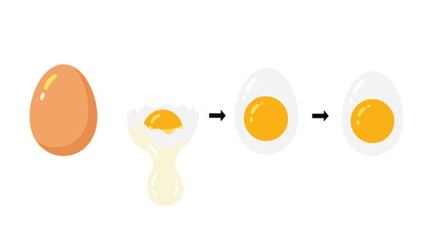 Vector illustration of various egg forms including whole raw egg, cracked egg with yolk, and boiled egg halves.