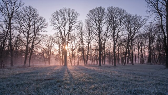 Frosty morning landscape with bare trees and sunrise, winter scene. Nature and outdoor environment, tranquil morning. The scene of winter morning at sunrise.