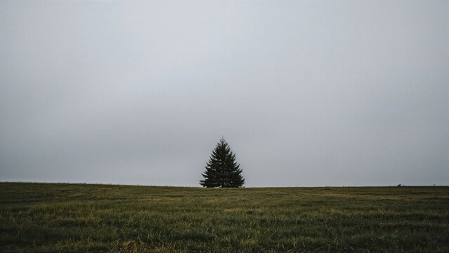 A solitary tree on a grassy field under a cloudy sky.