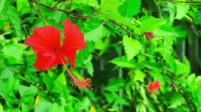 A vibrant red hibiscus or rose mallow flower blooming in a lush tropical garden sways gently in the breeze. Nature video 4k 60fps.