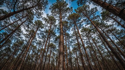 Fototapeta premium A forest of tall trees with leafy branches seen from below against a blue sky.