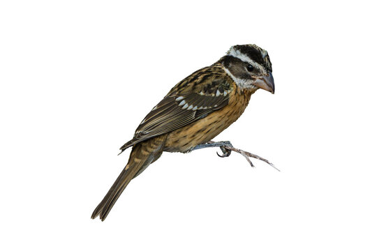 Black-headed Grosbeak (Pheucticus melanocephalus) Photo, Perched, Over a Transparent, Isolated PNG Background