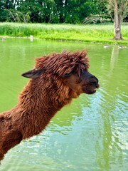 Fototapeta premium Funny Brown Alpaca Portrait with Trendy Hairstyle outdoors near Water Pond