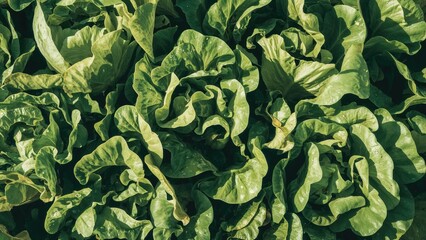 Fototapeta premium Lettuce leaves with green and white variegation, densely packed, close-up shot. Vegetables and freshness, healthy eating, agricultural produce, garden, and nature themes.