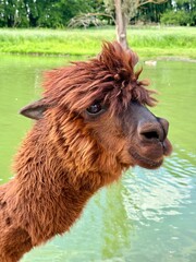 Fototapeta premium Funny Brown Alpaca Portrait with Trendy Hairstyle outdoors near Water Pond