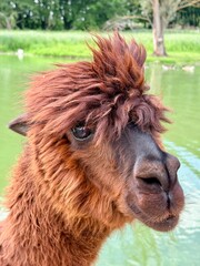 Fototapeta premium Funny Brown Alpaca Portrait with Trendy Hairstyle outdoors near Water Pond