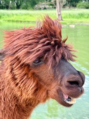 Fototapeta premium Funny Brown Alpaca Portrait with Trendy Hairstyle outdoors near Water Pond