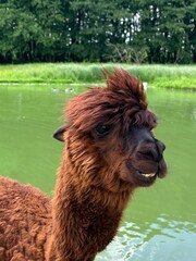 Fototapeta premium Funny Brown Alpaca Portrait with Trendy Hairstyle outdoors near Water Pond
