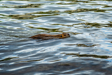 Pływająca nutria © fotozen