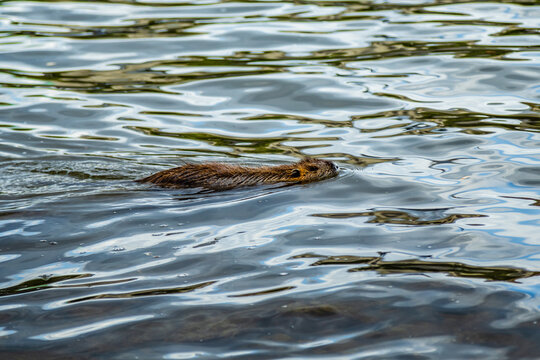 Pływająca nutria