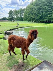 Fototapeta premium Cute Brown Alpaca Standing by Water Pond on Eco Farm