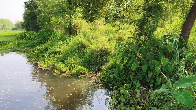 Vibrant green foliage thrives along a serene pond edge in a dense forest setting.