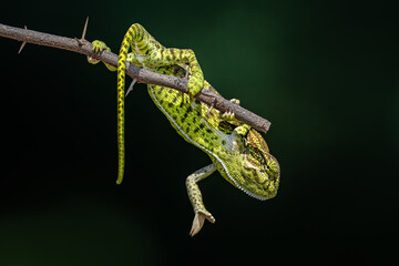 The Indian chameleon is a species of chameleon found in Sri Lanka, India, Pakistan and select other parts of South Asia. Like other chameleons, this species moves slowly with a bobbing. © Rahul