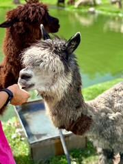 Fototapeta premium Person Feeding Cute Fluffy Grey Alpaca Hand Eating Food