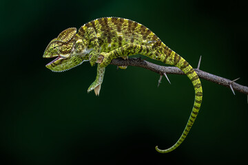 The Indian chameleon is a species of chameleon found in Sri Lanka, India, Pakistan and select other parts of South Asia. Like other chameleons, this species moves slowly with a bobbing. © Rahul