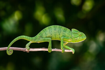 The Indian chameleon is a species of chameleon found in Sri Lanka, India, Pakistan and select other parts of South Asia. Like other chameleons, this species moves slowly with a bobbing. © Rahul
