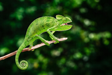 The Indian chameleon is a species of chameleon found in Sri Lanka, India, Pakistan and select other parts of South Asia. Like other chameleons, this species moves slowly with a bobbing. © Rahul