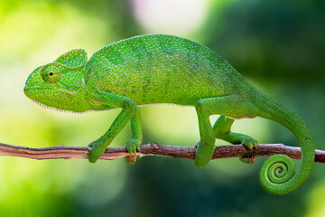 The Indian chameleon is a species of chameleon found in Sri Lanka, India, Pakistan and select other parts of South Asia. Like other chameleons, this species moves slowly with a bobbing. © Rahul