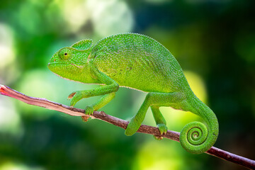 The Indian chameleon is a species of chameleon found in Sri Lanka, India, Pakistan and select other parts of South Asia. Like other chameleons, this species moves slowly with a bobbing. © Rahul