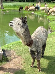 Fototapeta premium Cute Grey Alpaca Standing Proudly on Eco Farm by Lake