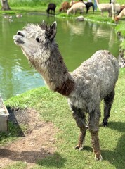 Fototapeta premium Cute Grey Alpaca Standing Proudly on Eco Farm by Lake