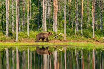 Wild brown bear (Ursus arctos) in a forest in Finland - selective focus © beataaldridge