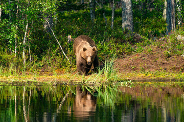 Wild brown bear (Ursus arctos) in a forest in Finland - selective focus © beataaldridge