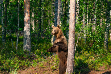 Wild brown bear (Ursus arctos) in a forest in Finland - selective focus © beataaldridge