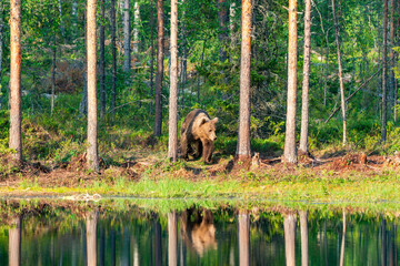 Wild brown bear (Ursus arctos) in a forest in Finland - selective focus © beataaldridge