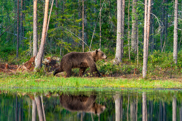 Wild brown bear (Ursus arctos) in a forest in Finland - selective focus © beataaldridge