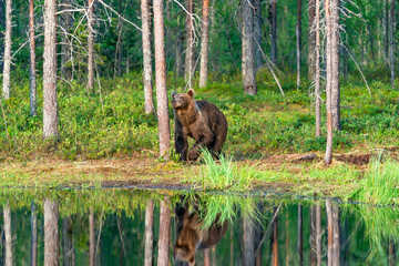 Wild brown bear (Ursus arctos) in a forest in Finland - selective focus © beataaldridge