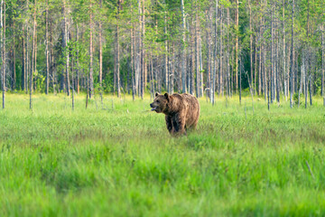 Wild brown bear (Ursus arctos) in Finland - selective focus © beataaldridge