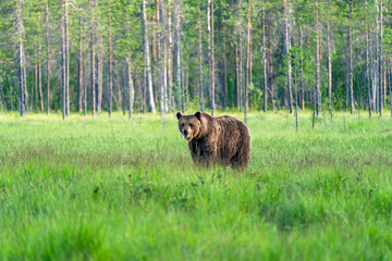 Wild brown bear (Ursus arctos) in Finland - selective focus © beataaldridge