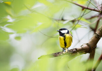 Great tit bird perching on a branch table in a forest, profile view of Parus major © ali