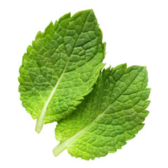 Two fresh green mint leaves, isolated on transparent cutout background © Yeti Studio