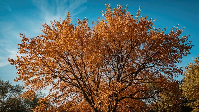 Autumn tree with colorful leaves against a blue sky. Nature and seasonal change, outdoor landscape, fall foliage.