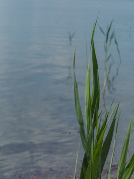 Green reeds growing by calm lake water, peaceful summer nature scene.