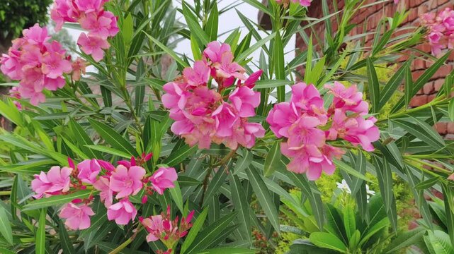 Close-up of lush pink oleander flowers (nerium oleander) thriving in a garden setting.