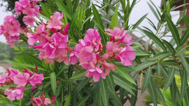 Close-up of lush pink oleander flowers with green narrow leaves, vibrant and fresh.