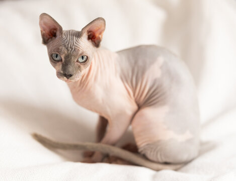 Hairless domestic pet, kitten of Sphynx breed