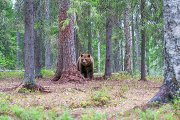 Wild brown bear (Ursus arctos) in a forest in Finland - selective focus © beataaldridge