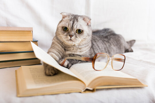 Inquisitive tabby gray cat sitting near open book and glasses of owner