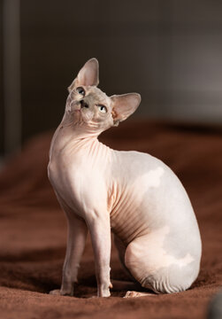 Portrait of sphinx cat on brown background