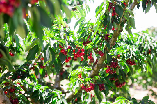 ripe cherries on tree branches in cherry orchard