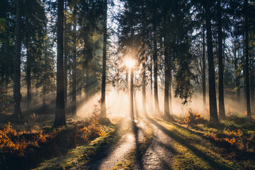 Fototapeta premium Sonnenuntergang im Wald bei Nebel