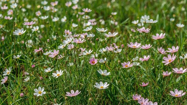 Colorful daisies blooming in a meadow with green grass. Nature and floral scene. Spring and summer flowers. The beauty of wildflowers in nature.
