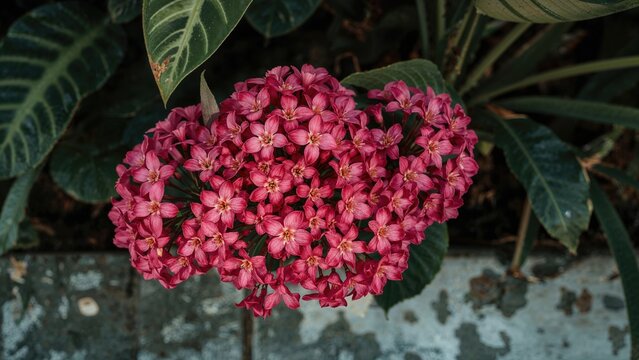 Bright pink flowers of a plant with green leaves, with a background of dark soil and concrete.